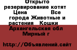 Открыто резервирование котят › Цена ­ 15 000 - Все города Животные и растения » Кошки   . Архангельская обл.,Мирный г.